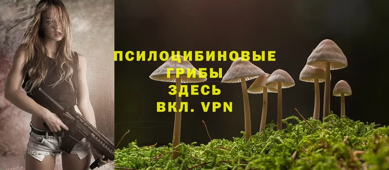 Галлюциногенные грибы Psilocybine cubensis  Подольск 